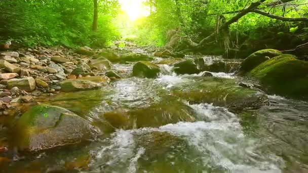 Arroyo de montaña en el bosque — Vídeos de Stock