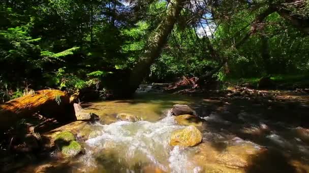 Горный ручей в лесу — стоковое видео