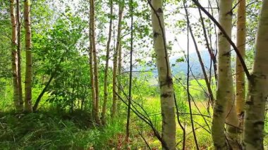 Ormanda bir sabah. Güneş ışınları ağaçların arasından geçer