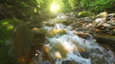 Ormandaki dağ deresi