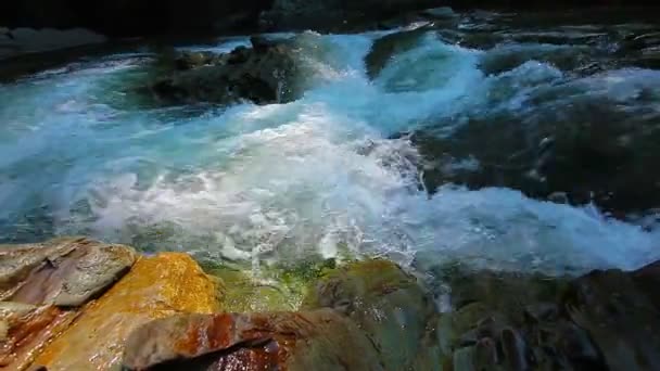 Arroyo de montaña en el bosque — Vídeos de Stock