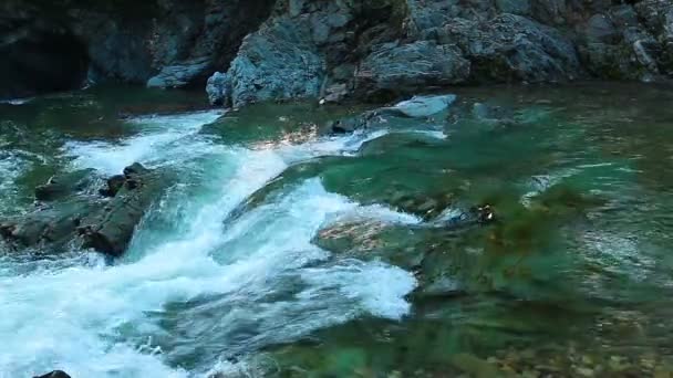 Ruisseau de montagne dans la forêt — Video