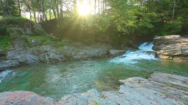 Arroyo de montaña en el bosque — Vídeos de Stock