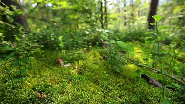 Manhã na floresta — Vídeo de Stock