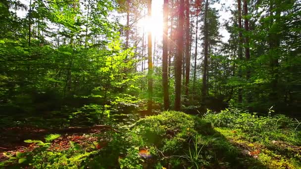 Mañana en el bosque. los rayos del sol atraviesan los árboles — Vídeo de stock