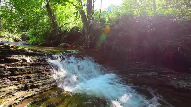 Arroyo de montaña en el bosque — Vídeo de stock