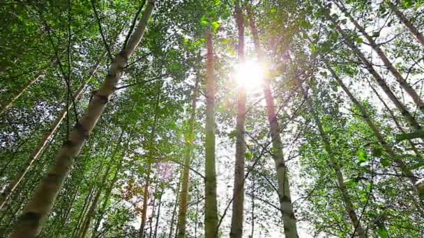 Ormanda bir sabah. Güneş ışınları ağaçların arasından geçer — Stok video