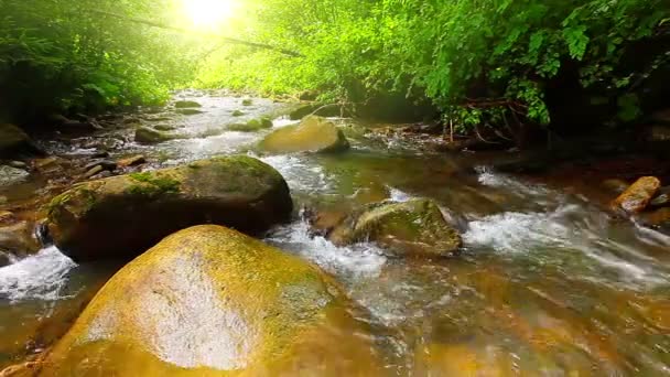 Torrente di montagna nella foresta — Video Stock