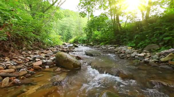 Гірський струмок у лісі — стокове відео