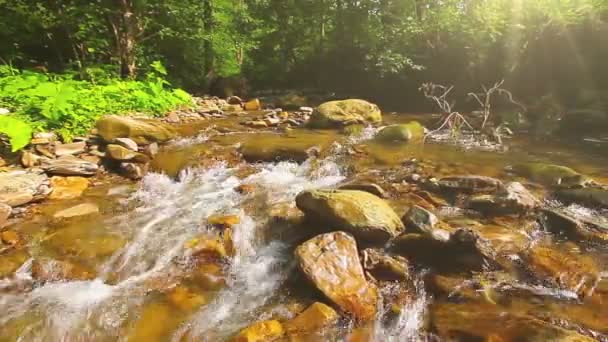 Arroyo de montaña en el bosque — Vídeos de Stock