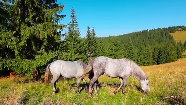 chevaux pâturant sur la forêt de fond