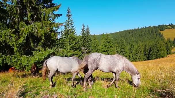 Pferde weiden im Hintergrund Wald — Stockvideo