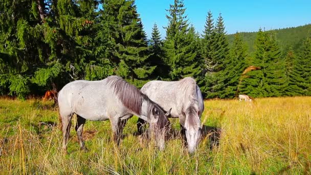 Caballos pastando en el bosque de fondo — Vídeo de stock