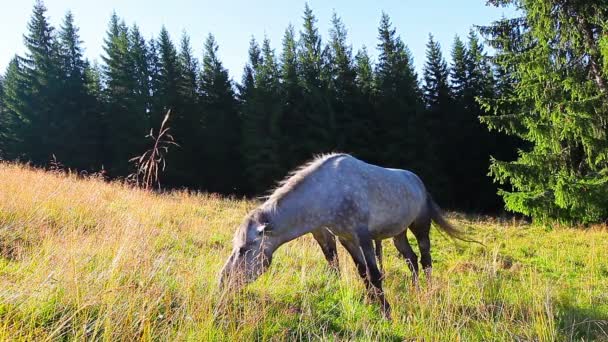 Paarden grazen op de achtergrond bos — Stockvideo