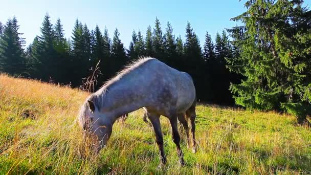 Chevaux pâturant sur la forêt de fond — Video