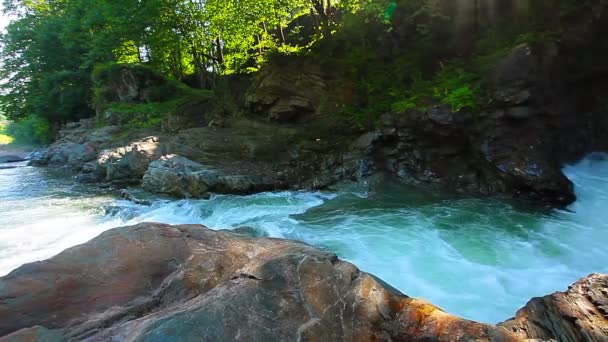 Torrente di montagna nella foresta — Video Stock