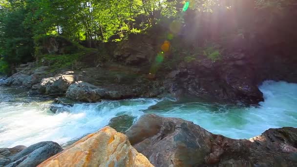 Arroyo de montaña en el bosque — Vídeos de Stock