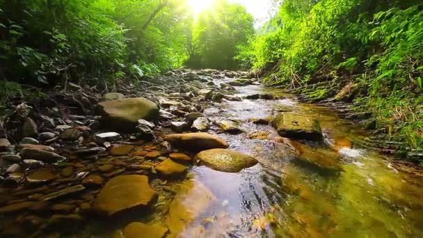 ruisseau de montagne dans la forêt