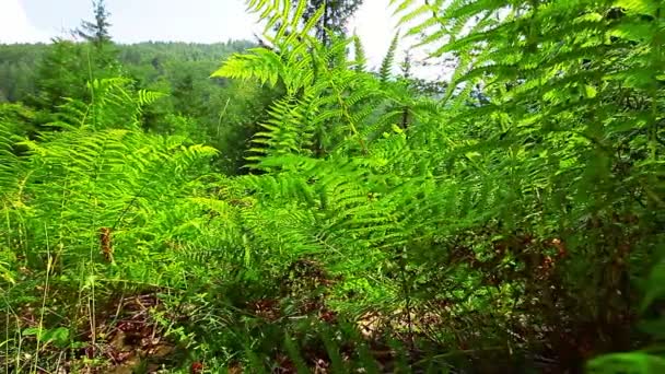 Manhã na floresta — Vídeo de Stock