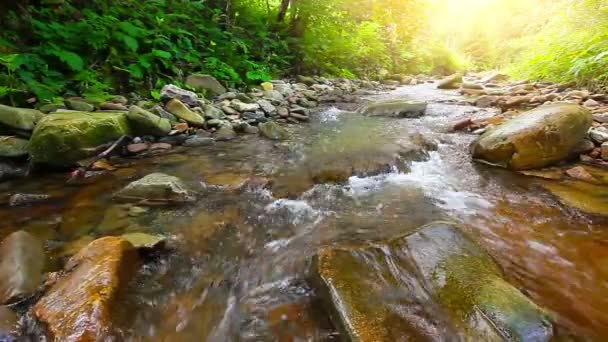 Arroyo de montaña en el bosque — Vídeos de Stock