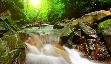 Ormandaki dağ deresi