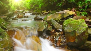 Ormandaki dağ deresi