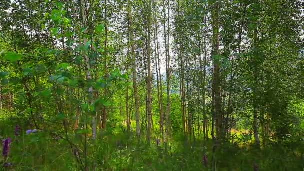 Утро в лесу. солнечные дожди проходят сквозь деревья — стоковое видео