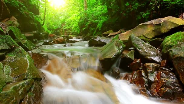 Arroyo de montaña en el bosque — Vídeos de Stock