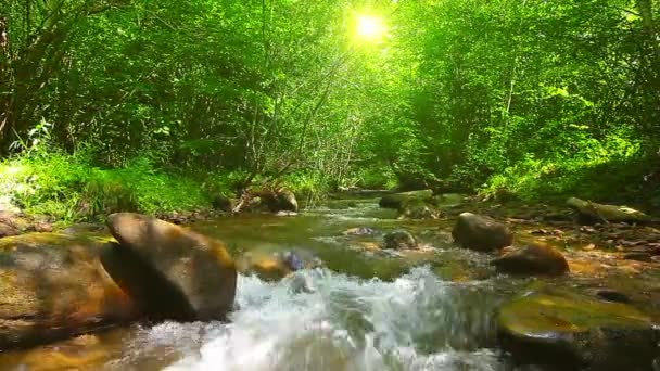 Arroyo de montaña en el bosque — Vídeo de stock