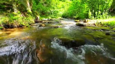 Ormandaki dağ deresi