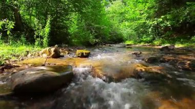 Ormandaki dağ deresi