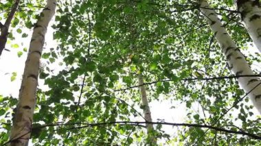 Huş ağacı orman sabah. Timelapse.