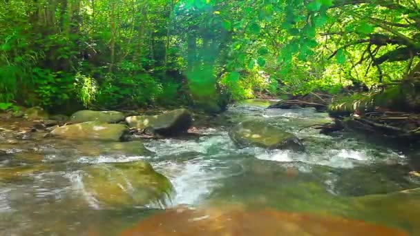 Bergbeekje in het bos — Stockvideo