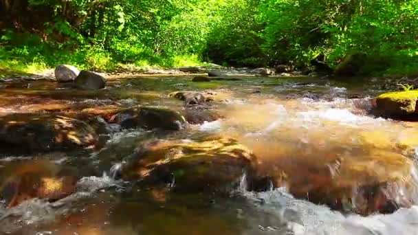 Górski potok w lesie — Wideo stockowe