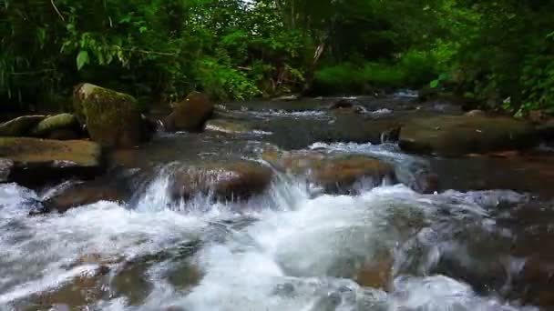 Fjällbäck i skogen — Stockvideo