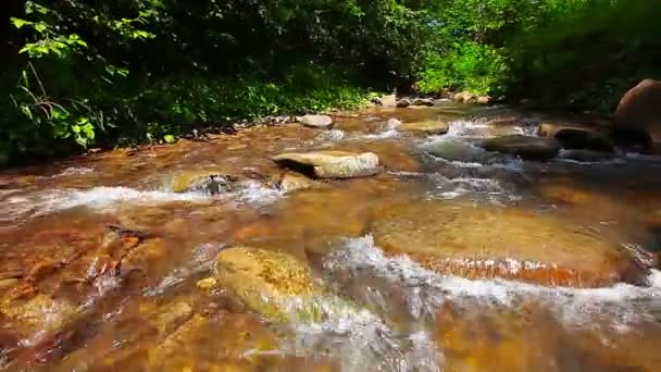 Torrente di montagna nella foresta — Video Stock