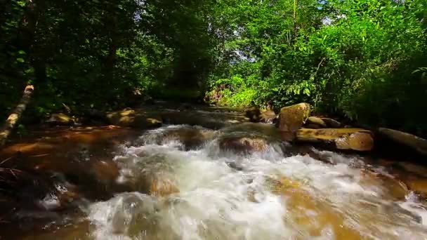 Torrente di montagna nella foresta — Video Stock