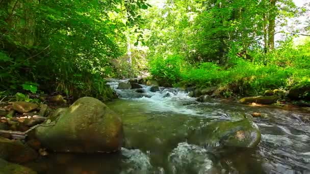 ruisseau de montagne dans la forêt
