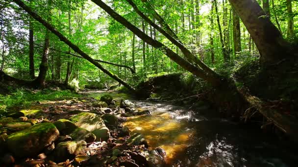 森の渓流は — ストック動画
