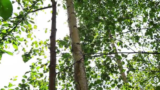 Matin dans la forêt. les rayons du soleil passent à travers les arbres — Video