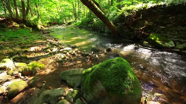 Arroyo de montaña en el bosque — Vídeo de stock