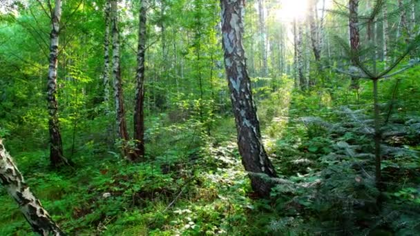 Morgon i en björkskog. Timelapse. — Stockvideo