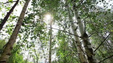 Ormanda bir sabah. Güneş ışınları ağaçların arasından geçer