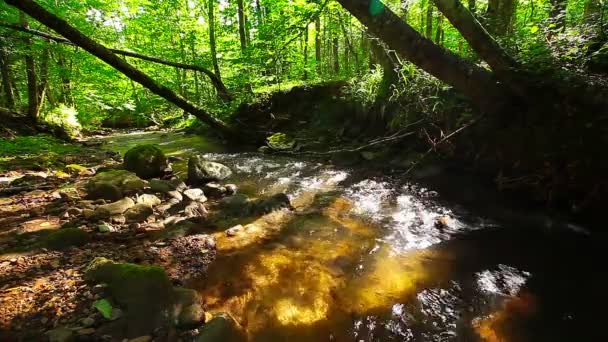 Bergbeekje in het bos — Stockvideo