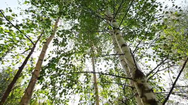 Mattina nella foresta. i raggi del sole passano attraverso gli alberi — Video Stock