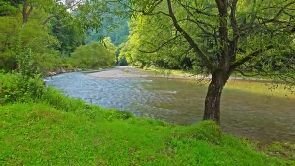 Arroyo de montaña en el bosque — Vídeo de stock