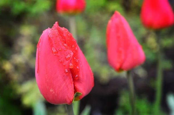 Rote Tulpenknospe Mit Tautropfen Auf Verschwommenem Hintergrund — Stockfoto