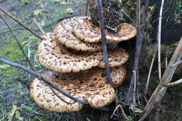Uma Família Cogumelos Parasitas Lenhosos Velho Toco Árvore — Fotografia de Stock