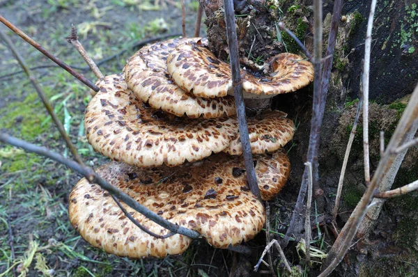 Una Familia Hongos Parásitos Leñosos Tronco Árbol Viejo —  Fotos de Stock