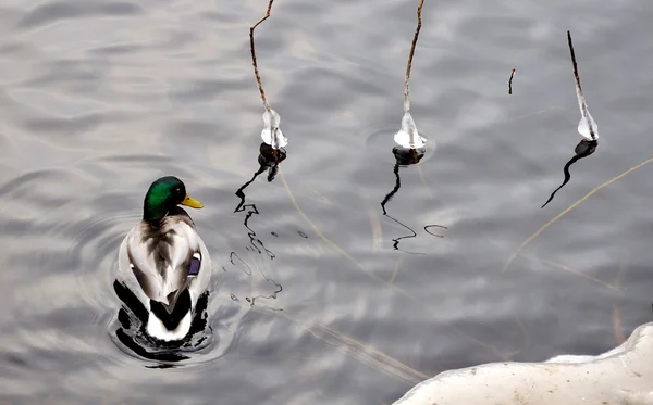 Wild duck — Stock Photo, Image